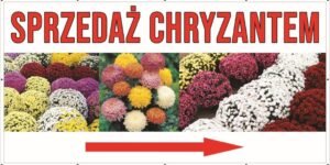 Baner Reklamowy 2 x 1 m -Chryzantemy - Baner Premium - Mocny !