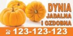 Baner Reklamowy 2 x 1 m -Sprzedaż Dyni - Baner Premium - Mocny !